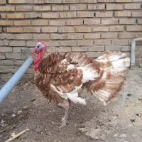 بوقلمون|حیوانات مزرعه|آزادشهر, |دیوار