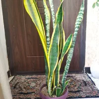 گل سانسوریا وگلدان