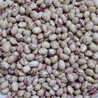 لوبیا چیتی ممتاز صادراتی