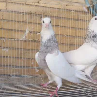 طوقی|پرنده|خورموج, |دیوار