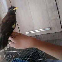 جوجه مرغ مینا