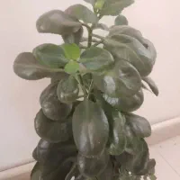 انواع گل با قیمت مناسب|گل و گیاه طبیعی|هشتگرد, فاز ۲ مهستان|دیوار