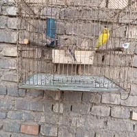 قناری|پرنده|باوی, |دیوار