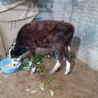 گوساله المانی