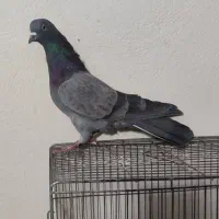 سبز نر تیر ماهی پرش سنگین+++طوق آبی خفت