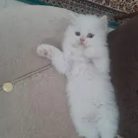 گربه