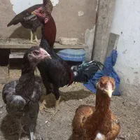 تخم لاری|حیوانات مزرعه|نجف‌آباد, یزدانشهر|دیوار