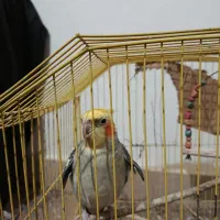 عروس هلندی|پرنده|شیروان (خراسان), |دیوار