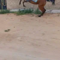 اسب مادیون