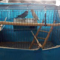 یک جفت مرغ عشق بامزه