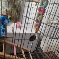 قفس کاسکویی بزرگ