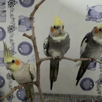 عروس هلندی گمشده