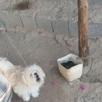 سگ پا کوتاه|سگ|جیرفت, |دیوار