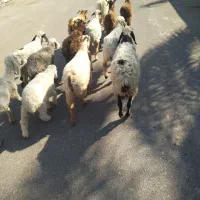 چند عدد گوسفند سرحال چاق مناسب کشتن و نگهداری