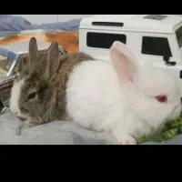 فروش خرگوش های چشم شرابی نژاد دار|موش و خرگوش|یزد, |دیوار