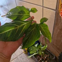 گل طبیعی|گل و گیاه طبیعی|اصفهان, هفتون|دیوار