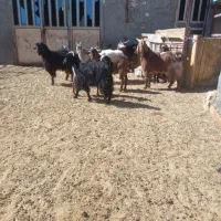 بزغاله داشتی کشتاری|حیوانات مزرعه|ساروق, |دیوار