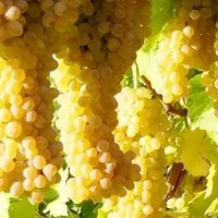 فروش ۱/۵ هکتار انگور تازه قلعه برای کشمش سبزه