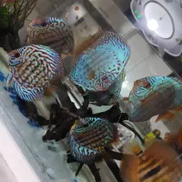 ماهی دیسکس|ماهی|کرمان, |دیوار