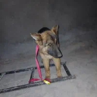 واگذاری ماده ژرمن کلاسA