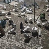 پرنده کفتر پرشی و تزیینی