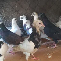 تعدادی کبوتر