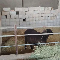 بره نر افشار