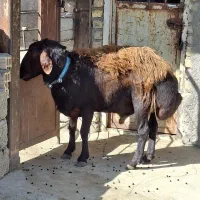 قوچ افشاری
