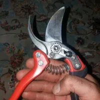 هرس کار درخت سیب