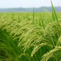 شلتوک میداود