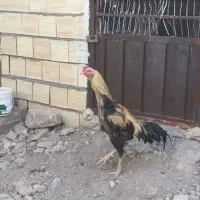 خروس لاری صابونی