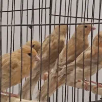 قناری رسمی کشید بلند ونژادهای دیگر تعداد عمده