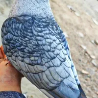 کبوتر  موشی طوق سفید درجه 1