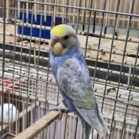 مرعشق رینبو اصل