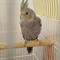 عروس هلندی|پرنده|آبادان, |دیوار