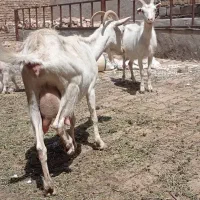بز سانن|حیوانات مزرعه|بوئین زهرا, |دیوار