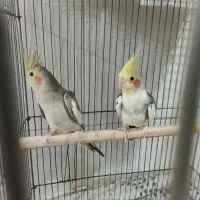 جفت عروس هلندی مولد