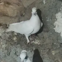 40عدد کبوتر تهرانی معاوضه با مرغ و خروس|پرنده|جوانرود, |دیوار