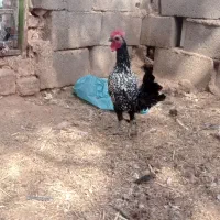 مرغ و خروس مینیاتوری|پرنده|پائین جام, |دیوار