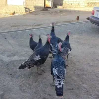 بوقلمون|حیوانات مزرعه|پیرانشهر, |دیوار