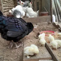 جوجه برهما نژاد اصیل & تخم مرغ برهما