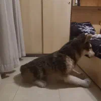 سگ دکوری در ابعاد واقعی