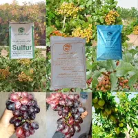 کود تقویت‌کننده مخصوص باغات پسته + فیلم باغداران
