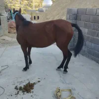 یک مادیان همراه با کره مادیان وآبستن می‌باشد