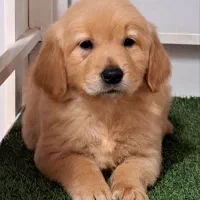 گلدن رتریور