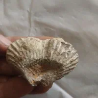 فسیل زیبا و با ارزش|کلکسیون اشیاء عتیقه|نیشابور, فردوس شمالی|دیوار