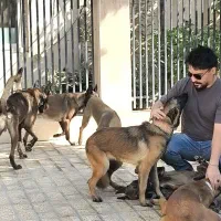 فروش توله بلژین مالینویز مالینوا اصیل گارد|سگ|رشت, پسیخان|دیوار