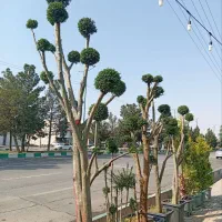 انواع گل‌های زینتی