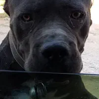 سگ داگو. کنکورسو