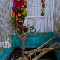 طوطی برزیلی با قفس